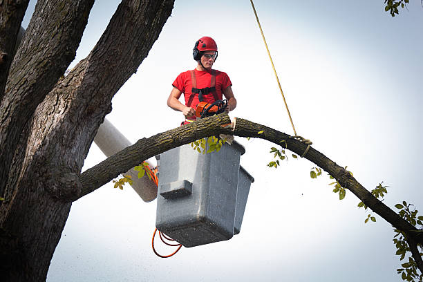 Best Stump Grinding and Removal  in Wells Branch, TX